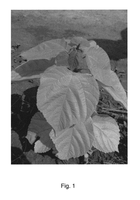 Figure 1 of US plant patent PP30428, the photograph of Jinfeng printed in the patent.