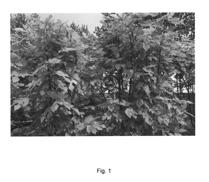Figure 1 of US plant patent PP30429, the photograph of Jinhudie printed in the patent.
