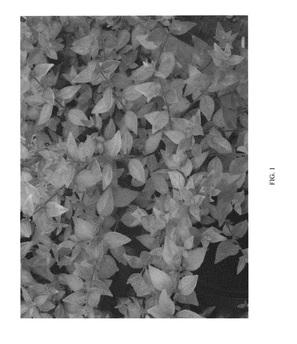 Figure 1 of US plant patent PP30430, the photograph of MINACARA1 printed in the patent.