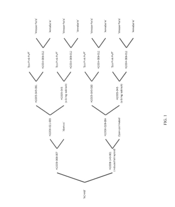 Figure 1 of US plant patent PP30431, the photograph of NCHA8 printed in the patent.