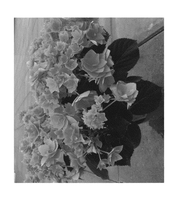Figure 1 of US plant patent PP30432, the photograph of H217904 printed in the patent.