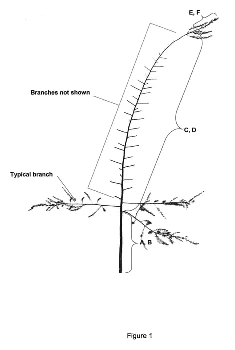 Figure 1 of US plant patent PP30433, the photograph of FCE4 printed in the patent.
