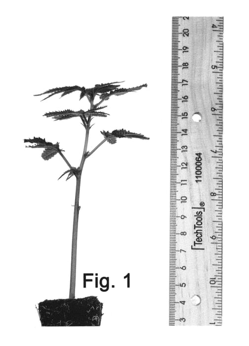 Figure 1 of US plant patent PP30434, the photograph of LW-BB1 printed in the patent.
