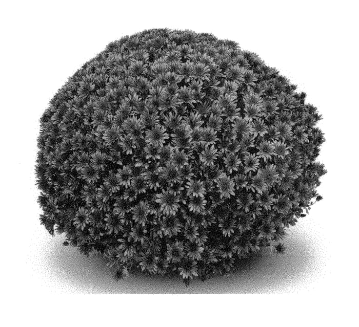 Figure 1 of US plant patent PP30435, the photograph of Aduro Bronze printed in the patent.