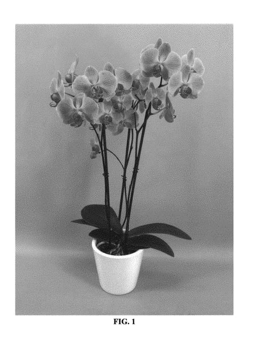Figure 1 of US plant patent PP30436, the photograph of PHALGEXPA printed in the patent.