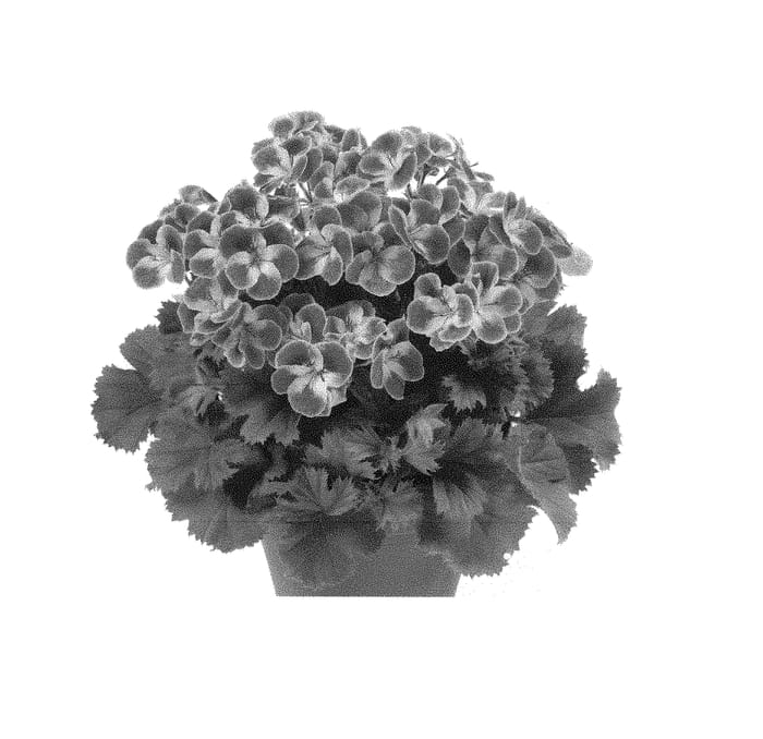 Figure 1 of US plant patent PP30437, the photograph of Regpinker printed in the patent.