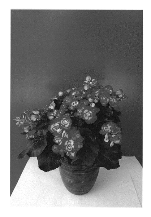 Figure 1 of US plant patent PP30438, the photograph of KRILORW01 printed in the patent.