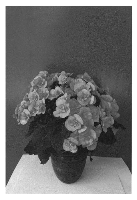 Figure 1 of US plant patent PP30439, the photograph of KRHAIPE01 printed in the patent.