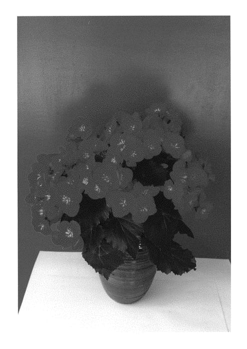 Figure 1 of US plant patent PP30440, the photograph of KRBEVCH01 printed in the patent.