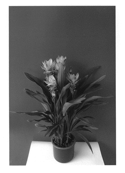 Figure 1 of US plant patent PP30441, the photograph of Curgero printed in the patent.