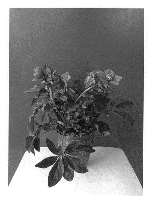 Figure 1 of US plant patent PP30442, the photograph of COSEH 3140 printed in the patent.