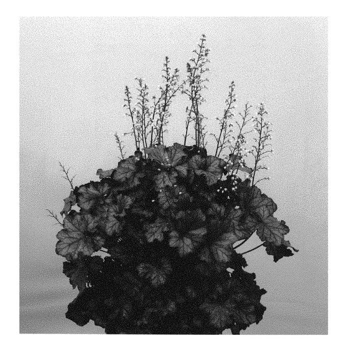Figure 1 of US plant patent PP30443, the photograph of Rex Purple printed in the patent.