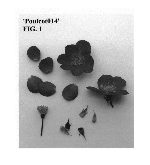 Figure 1 of US plant patent PP30444, the photograph of Poulcot014 printed in the patent.