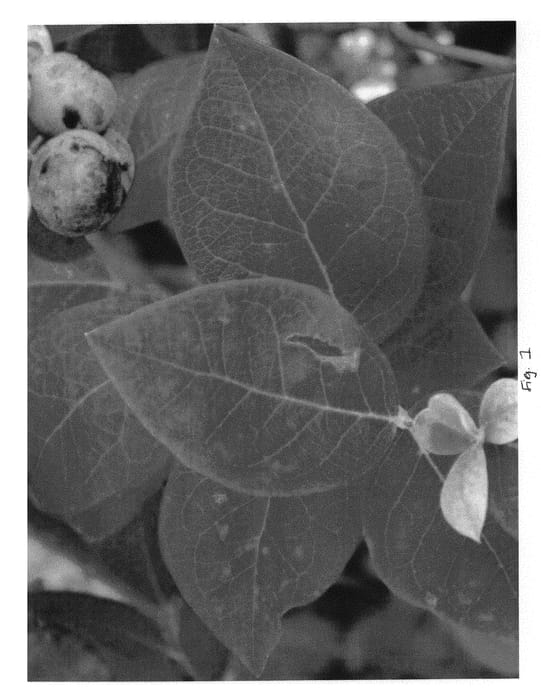 Figure 1 of US plant patent PP30445, the photograph of BB06-50FL-1 printed in the patent.