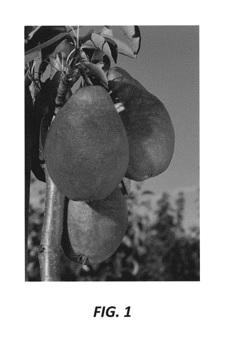 Figure 1 of US plant patent PP30446, the photograph of NC4 printed in the patent.