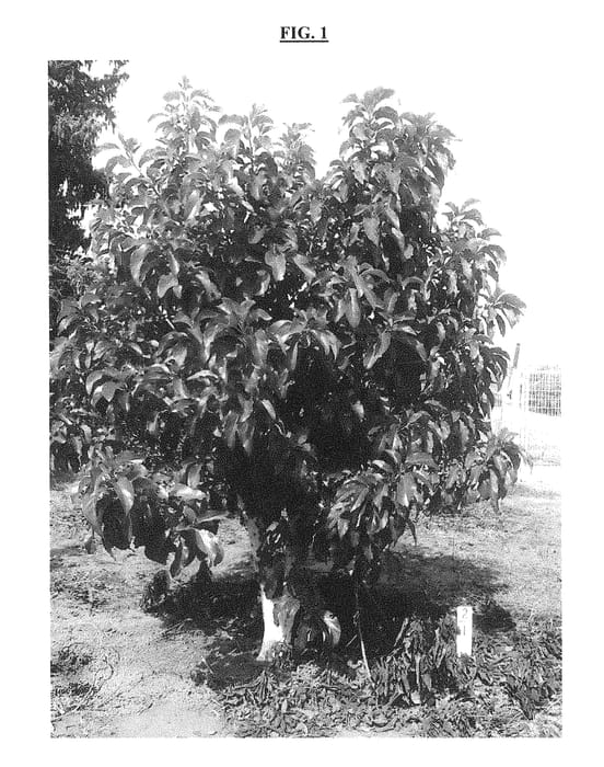 Figure 1 of US plant patent PP30447, the photograph of BEN-YA'ACOV1 printed in the patent.