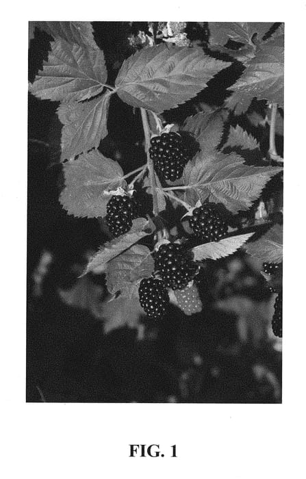 Figure 1 of US plant patent PP30448, the photograph of Eclipse printed in the patent.