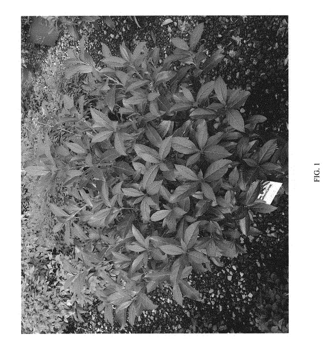 Figure 1 of US plant patent PP30449, the photograph of BRANT01 printed in the patent.