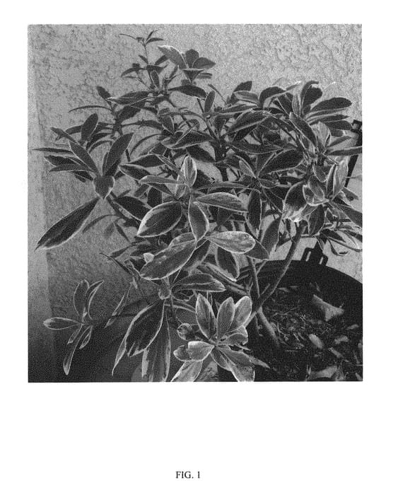 Figure 1 of US plant patent PP30450, the photograph of BROODY printed in the patent.