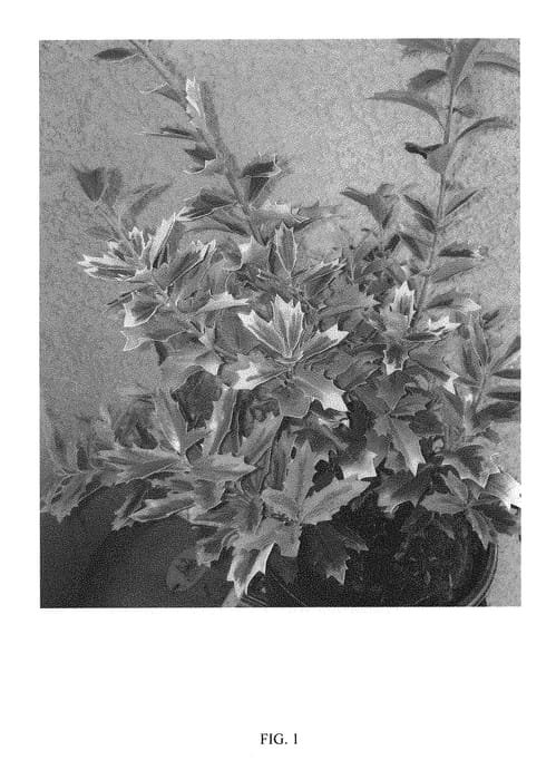 Figure 1 of US plant patent PP30451, the photograph of MAGDEN printed in the patent.
