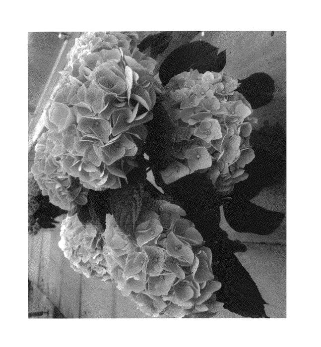 Figure 1 of US plant patent PP30452, the photograph of H217905 printed in the patent.