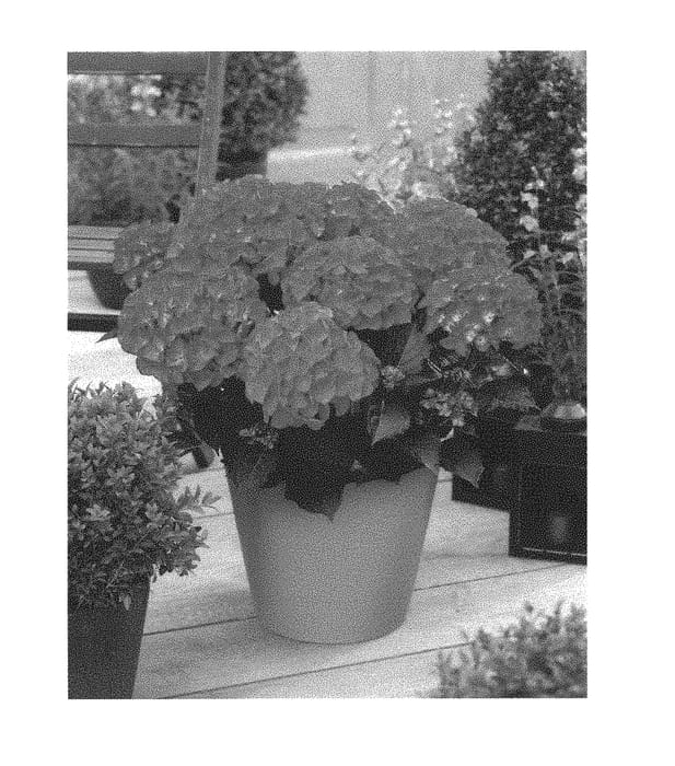 Figure 1 of US plant patent PP30453, the photograph of JON04 printed in the patent.