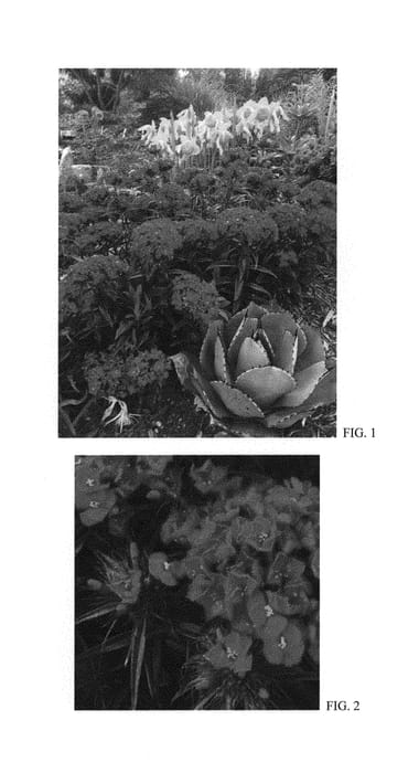 Figure 1 of US plant patent PP30454, the photograph of Scarlet Fever printed in the patent.
