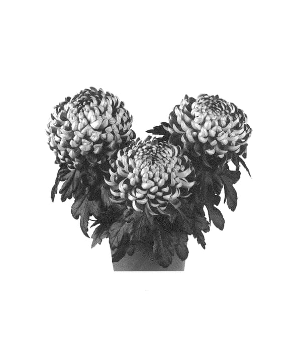 Figure 1 of US plant patent PP30455, the photograph of Fichrycospur printed in the patent.