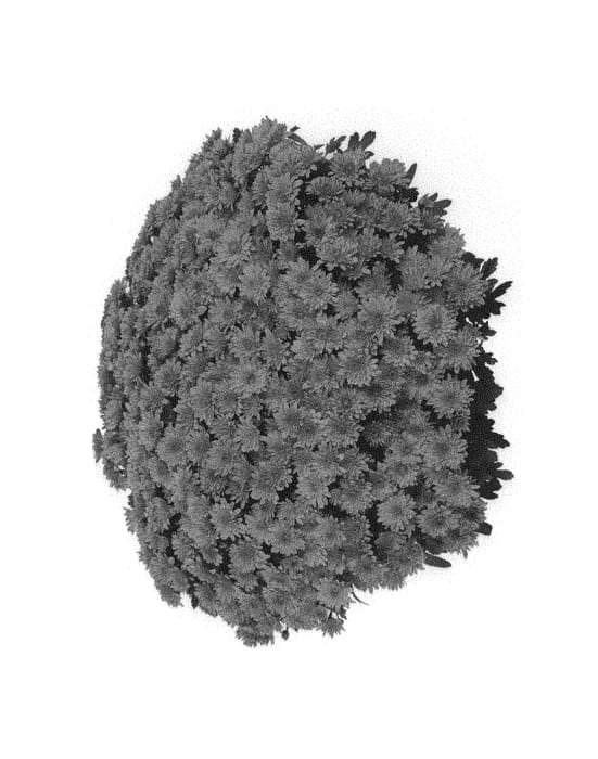 Figure 1 of US plant patent PP30457, the photograph of Fichrysunfla printed in the patent.
