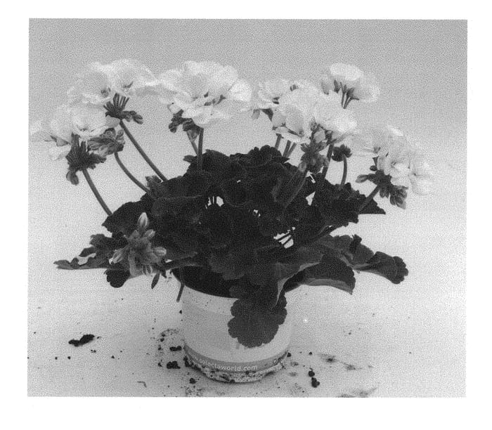 Figure 1 of US plant patent PP30458, the photograph of KLEPZ17435 printed in the patent.