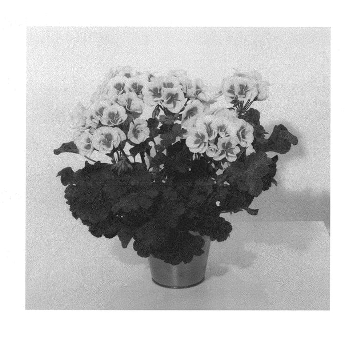 Figure 1 of US plant patent PP30459, the photograph of KLEPZ17487 printed in the patent.