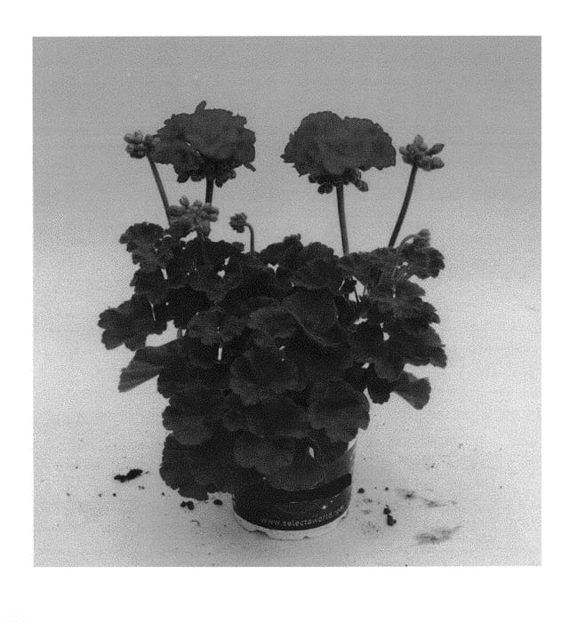 Figure 1 of US plant patent PP30460, the photograph of KLEPZ17154 printed in the patent.