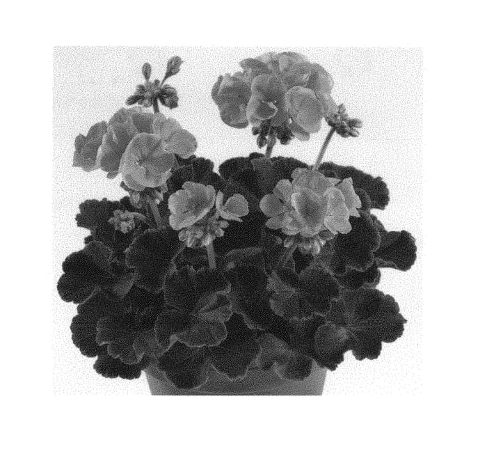 Figure 1 of US plant patent PP30461, the photograph of Pacchoap printed in the patent.