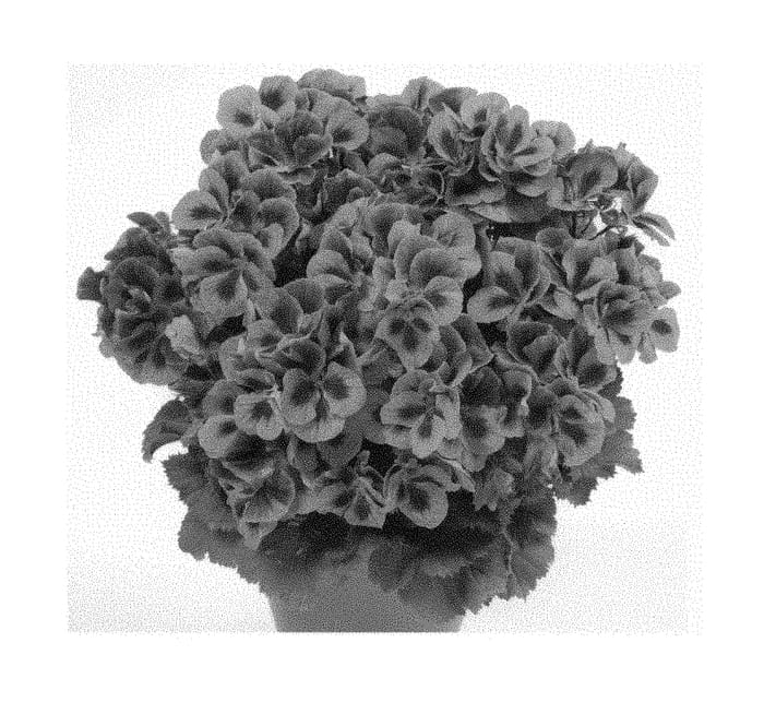 Figure 1 of US plant patent PP30462, the photograph of Camrasre printed in the patent.