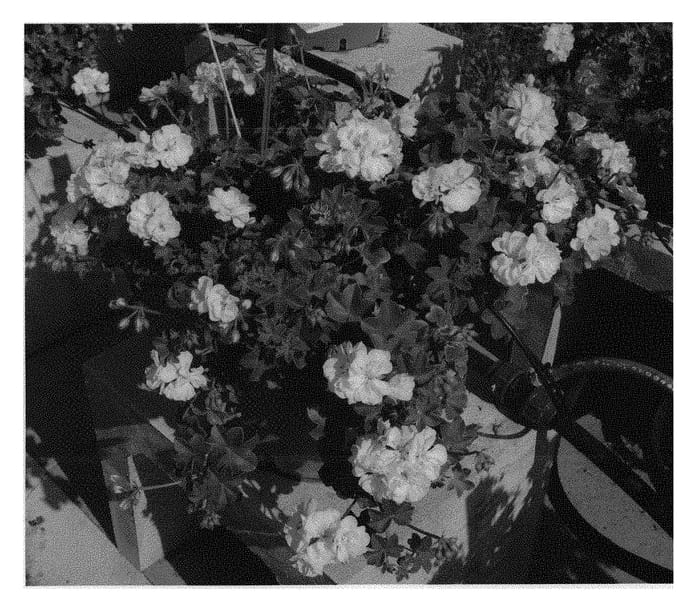 Figure 1 of US plant patent PP30463, the photograph of KLEPP17459 printed in the patent.