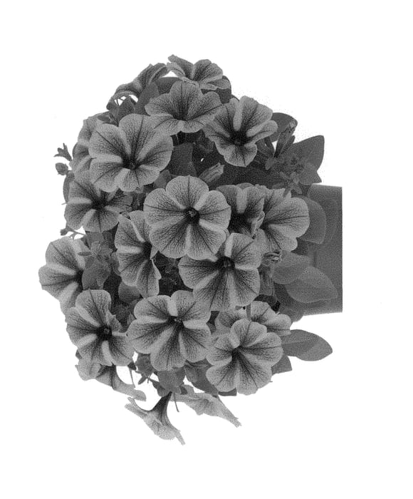 Figure 1 of US plant patent PP30464, the photograph of Dopetstar printed in the patent.