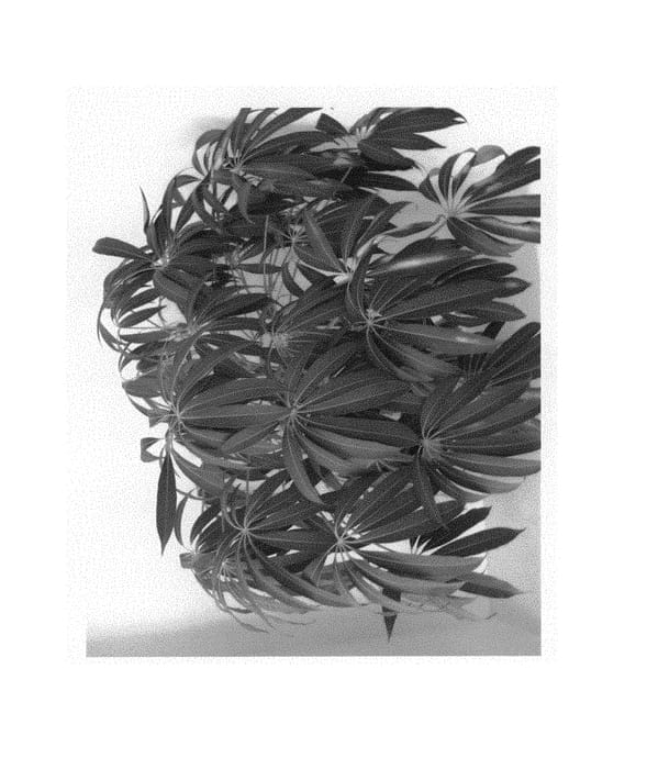 Figure 1 of US plant patent PP30465, the photograph of Monhinschf printed in the patent.