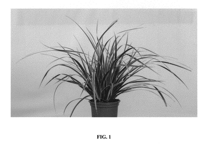 Figure 1 of US plant patent PP30466, the photograph of Everglow printed in the patent.
