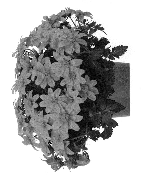 Figure 1 of US plant patent PP30467, the photograph of Dobibitora printed in the patent.