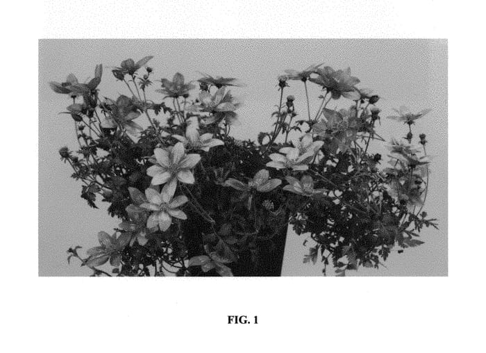 Figure 1 of US plant patent PP30468, the photograph of 15S25 printed in the patent.
