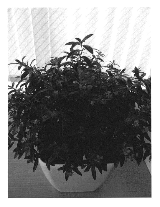 Figure 1 of US plant patent PP30469, the photograph of Wescufloso printed in the patent.