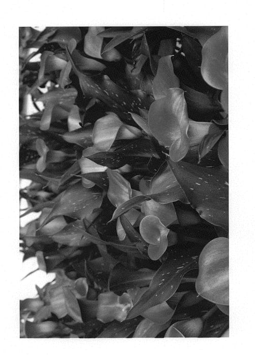 Figure 1 of US plant patent PP30470, the photograph of Fantasia printed in the patent.