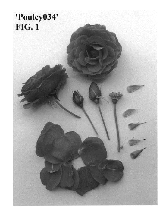 Figure 1 of US plant patent PP30471, the photograph of Poulcy034 printed in the patent.