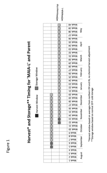 Figure 1 of US plant patent PP30472, the photograph of MAIA-L printed in the patent.
