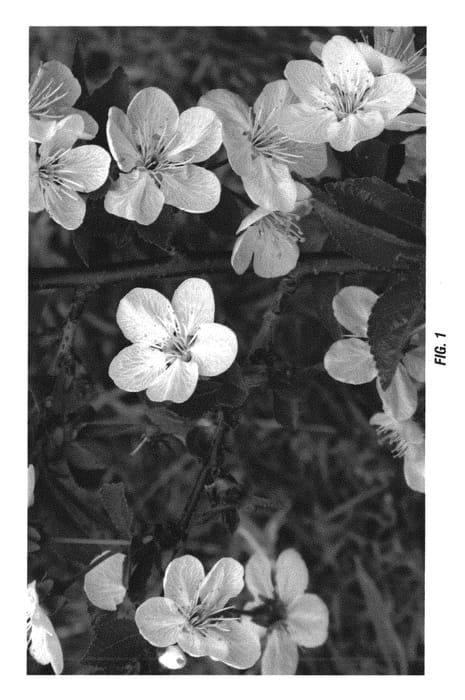 Figure 1 of US plant patent PP30473, the photograph of Crawford printed in the patent.
