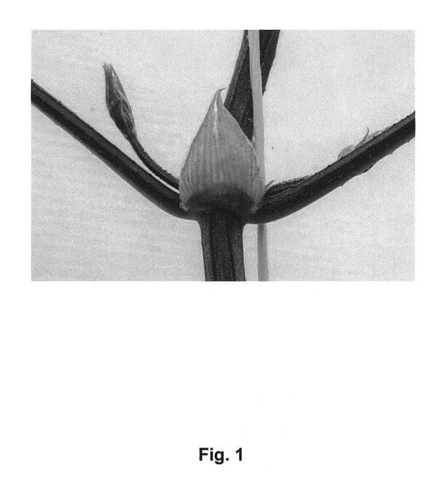 Figure 1 of US plant patent PP30474, the photograph of Hort0605 printed in the patent.