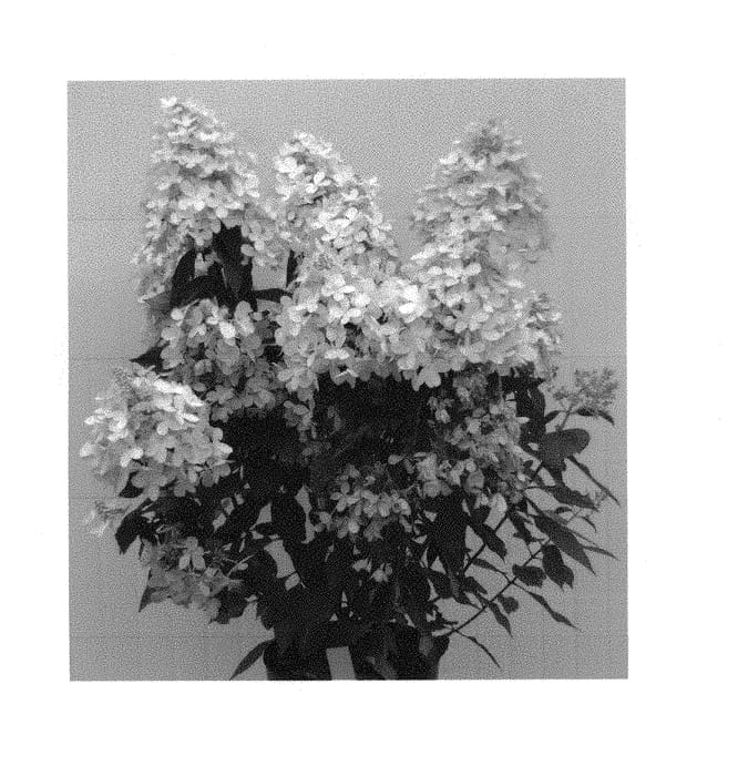 Figure 1 of US plant patent PP30475, the photograph of HP217903 printed in the patent.