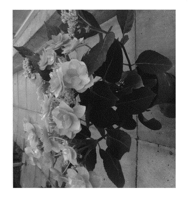 Figure 1 of US plant patent PP30476, the photograph of H217903 printed in the patent.