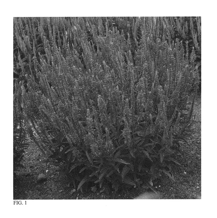Figure 1 of US plant patent PP30477, the photograph of Mona Lisa Smile printed in the patent.