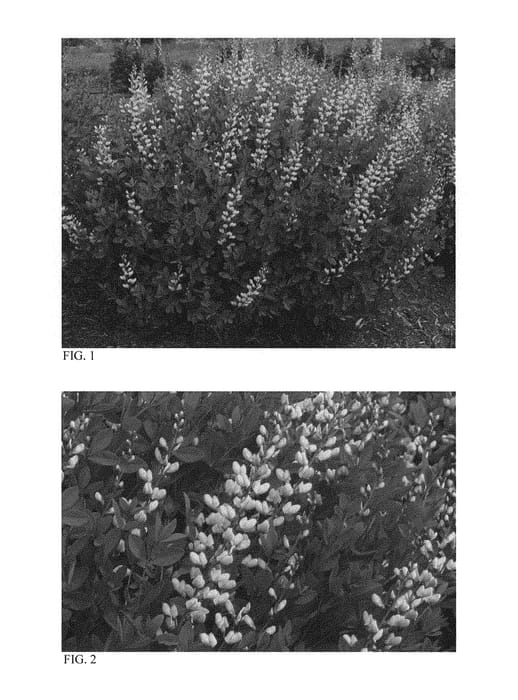 Figure 1 of US plant patent PP30478, the photograph of American Goldfinch printed in the patent.